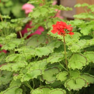 Distinction Pelargonium Cutting
