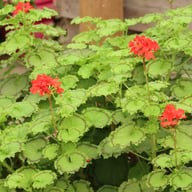 Distinction Pelargonium Cutting