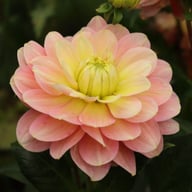 Dolce Anna Dahlia Knöl