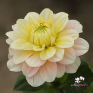 Dolce Anna Dahlia Knöl