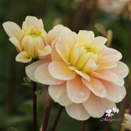 Dolce Anna Dahlia Knöl