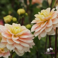 Dolce Anna Dahlia Knöl
