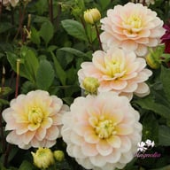 Dolce Anna Dahlia Knöl