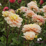 Dolce Anna Dahlia Knöl