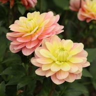 Dolce Anna Dahlia Knöl