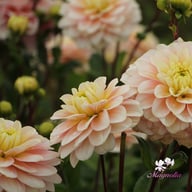 Dolce Anna Dahlia Knöl
