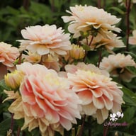 Dolce Anna Dahlia Knöl
