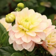 Dolce Anna Dahlia Knöl