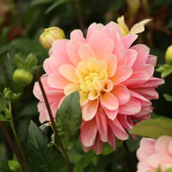 Dolce Anna Dahlia Knöl