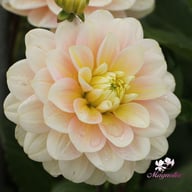 Dolce Anna Dahlia Knöl