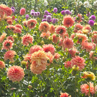 Dolce Eva Dahlia Tuber