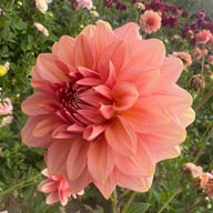 Dolce Eva Dahlia Tuber