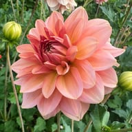 Dolce Eva Dahlia Tuber