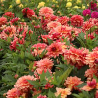 Dolce Vera Dahlia Tuber