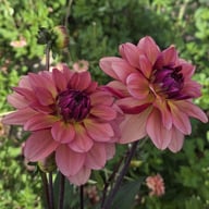 Dolce Vera Dahlia Tuber