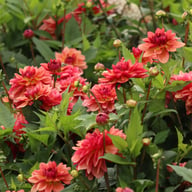 Dolce Vera Dahlia Tuber