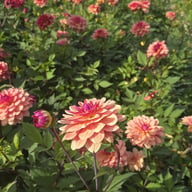 Dolce Vera Dahlia Tuber