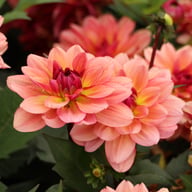 Dolce Vera Dahlia Tuber