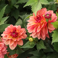 Dolce Vera Dahlia Tuber