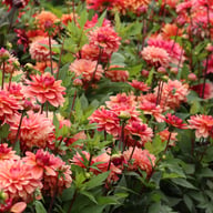 Dolce Vera Dahlia Tuber