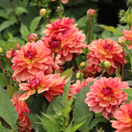 Dolce Vera Dahlia Tuber