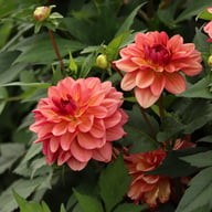 Dolce Vera Dahlia Tuber