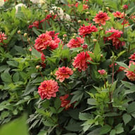 Dolce Vera Dahlia Tuber