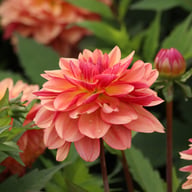 Dolce Vera Dahlia Tuber