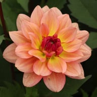 Dolce Vera Dahlia Tuber