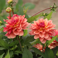 Dolce Vera Dahlia Tuber