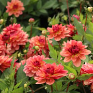 Dolce Vera Dahlia Tuber