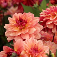 Dolce Vera Dahlia Tuber
