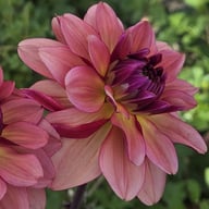 Dolce Vera Dahlia Tuber