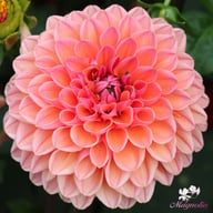 Doris Duke Dahlia Tuber