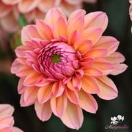 Doris Duke Dahlia Tuber