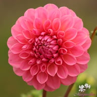Doris Duke Dahlia Tuber