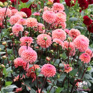 Doris Duke Dahlia Tuber