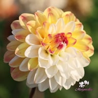 Double Jill Dahlia Tuber