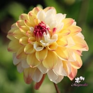 Double Jill Dahlia Tuber
