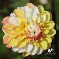 Double Jill Dahlia Tuber