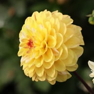 Double Jill Dahlia Tuber