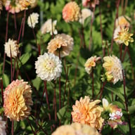 Double Jill Dahlia Tuber