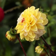 Double Jill Dahlia Tuber