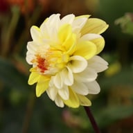 Double Jill Dahlia Tuber