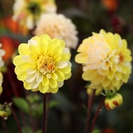 Double Jill Dahlia Tuber