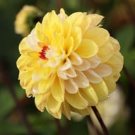 Double Jill Dahlia Tuber