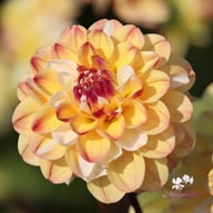 Double Jill Dahlia Tuber