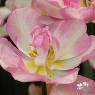 Double Shake Tulip Bulbs