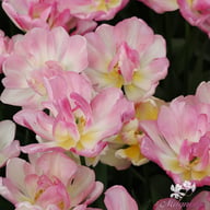 Double Shake Tulip Bulbs