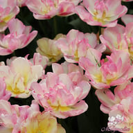 Double Shake Tulip Bulbs